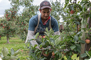 Orchard worker harvesting fruit